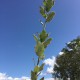 Chêne vert truffier tuber melanosporum - 1 an - Villa Farese