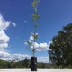 Chêne Blanc truffier tuber melanosporum - 1 an - Villa Farese