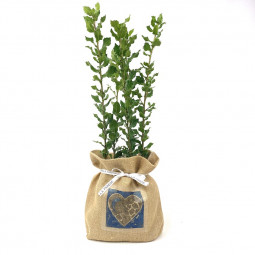 Lot de 5 chênes verts truffiers tuber melanosporum « sac à cœur » jute